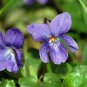 Ambrosial Violet Leaf Essential Oil (Viola odorata) 100% Pure & Natural