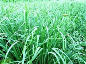 Citronella Java Essential Oil Pure Organic Natural Anti Mosquito by Ambrosial