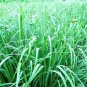 Citronella Java Essential Oil Pure Organic Natural Anti Mosquito by Ambrosial