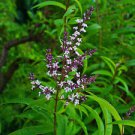 Ambrosial Citriodora  Essential Oil 100% Natural Pure Organic Uncut Undiluted