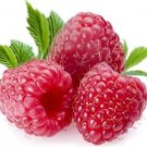 Ambrosial Raspberry Essential Oil 100% Pure Organic Natural Uncut 10ml - 1000ml