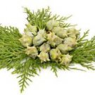Ambrosial Cypress Essential Oil 100% Pure Organic Natural