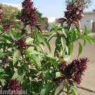 Ambrosial Basil Marwa Tulsi Essential Oil Pure Natural Organic Ocimum basilicum