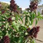 Ambrosial Basil Marwa Tulsi Essential Oil Pure Natural Organic Ocimum basilicum