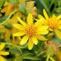 Ambrosial Arnica Essential Oil Pure Natural Organic 10ml to 1000ml