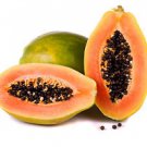 Ambrosial Papaya Essential Oil 100% Natural Organic Uncut Undiluted