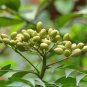 Ambrosial Neem Essential Oil 100% Pure Organic Natural