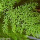 Ambrosial 30ml Shatavari Oil Pure Natural Organic Uncut Undiluted