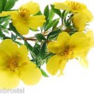 Ambrosial Evening Primrose Essential Oil 100% Pure Organic Natural Uncut