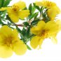 Ambrosial Evening Primrose Essential Oil 100% Pure Organic Natural Uncut