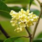 Ambrosial Osmanthus Essential Oil (Osmanthus fragrans) 100% Pure & Natural