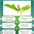 Ambrosial Ylang Ylang Essential Oil 100% Pure Organic Natural Undiluted Uncut
