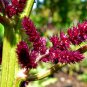 Ambrosial Amaranth Oil 100% Pure Natural (Amaranthus Caudatus L)