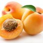Ambrosial Apricot Essential Oil 100% Pure Organic Natural Uncut 10ml - 1000ml