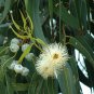 Ambrosial Eucalyptus Essential Oil Pure Natural Organic for Synus Asthma Cough