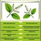 Ambrosial Patchouli Oil 100% Pure Organic Natural Uncut Undiluted 10ml to 1000ml