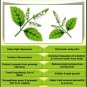 Ambrosial Patchouli Oil 100% Pure Organic Natural Uncut Undiluted 10ml to 1000ml
