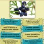 Ambrosial Juniper Oil 100% Pure Organic Natural 10ml to 1000ml