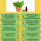 Ambrosial Basil Essential Oil Pure Natural Organic Uncut Undiluted