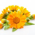 Ambrosial Calendula Essential Oil (Calendula officinalis) Pure Natural Organic
