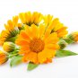 Ambrosial Calendula Essential Oil (Calendula officinalis) Pure Natural Organic