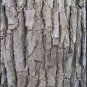 Ambrosial Ho Wood / Ravintsara Essential Oil (Cinnamomum camphora) 100% Natural