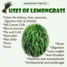 Ambrosial Lemongrass Essential Oil Pure Natural Organic Anti Stress Anti Oxident