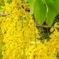 Ambrosial Cassia Essential Oil 100% Pure Organic Natural