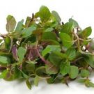 Ambrosial Spearmint Essential Oil 100% Pure Organic Natural Uncut Undiluted