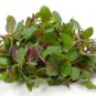 Ambrosial Spearmint Essential Oil 100% Pure Organic Natural Uncut Undiluted
