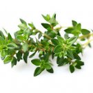 Ambrosial Red Thyme Essential Oil (Thymus vulgaris) 100% Natural 10ml to 1000ml
