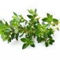 Ambrosial Red Thyme Essential Oil (Thymus vulgaris) 100% Natural 10ml to 1000ml