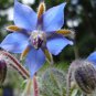 Ambrosial Borage Essential Oil 100% Pure Organic Natural Uncut 10ml to 1000ml