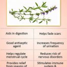 Ambrosial Hyssop Essential Oil 100% Pure Organic Natural 10ml to 1000ml