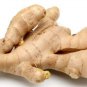 Ambrosial Ginger Essential Oil 100% Pure Organic Natural Uncut 10ml - 1000ml