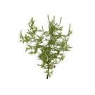 Ambrosial Armoise Essential Oil (Artemisia Herba Alba) 100% Natural Undiluted