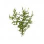Ambrosial Armoise Essential Oil (Artemisia Herba Alba) 100% Natural Undiluted
