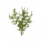 Ambrosial Armoise Essential Oil (Artemisia Herba Alba) 100% Natural Undiluted