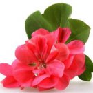 Ambrosial Geranium Essential Oil 100% Pure Organic Natural Uncut 10ml - 1000ml