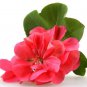 Ambrosial Geranium Essential Oil 100% Pure Organic Natural Uncut 10ml - 1000ml