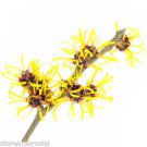 Ambrosial Witch Hazel Essential Oil 100% Pure Organic Natural