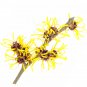 Ambrosial Witch Hazel Essential Oil 100% Pure Organic Natural