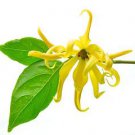 Ambrosial Cananga oil (Cananga odorata) 100% Pure Natural Undiluted 10ml-1000ml