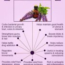 Clary Sage Oil 100% Natural by Ambrosial 10 ml to 1000ml (Salvia Sclarea)