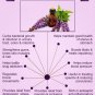 Clary Sage Oil 100% Natural by Ambrosial 10 ml to 1000ml (Salvia Sclarea)