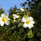 Ambrosial Camellia Oil 100% Pure Organic Natural Uncut Undiluted 10ml - 1000ml