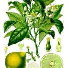 Ambrosial Bergamot Essential Oil 100% Pure Organic Natural