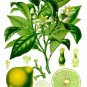 Ambrosial Bergamot Essential Oil 100% Pure Organic Natural