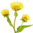 Ambrosial Elecampane Essential Oil 100% Pure & Natural (Inula Helenium)