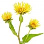Ambrosial Elecampane Essential Oil 100% Pure & Natural (Inula Helenium)
